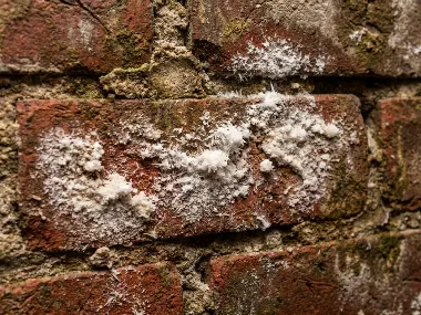 Dépôt blanc qui repousse